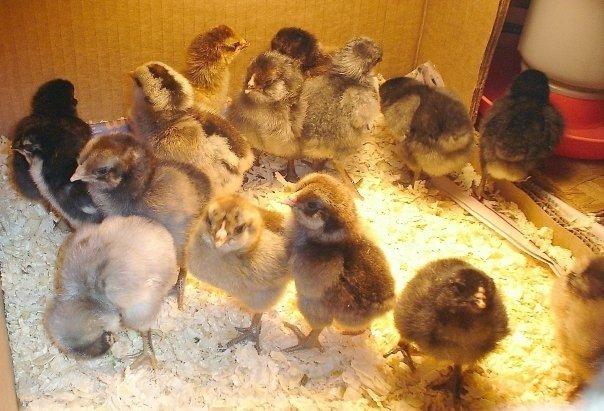 Day-old Ameraucana chicks under a heat lamp